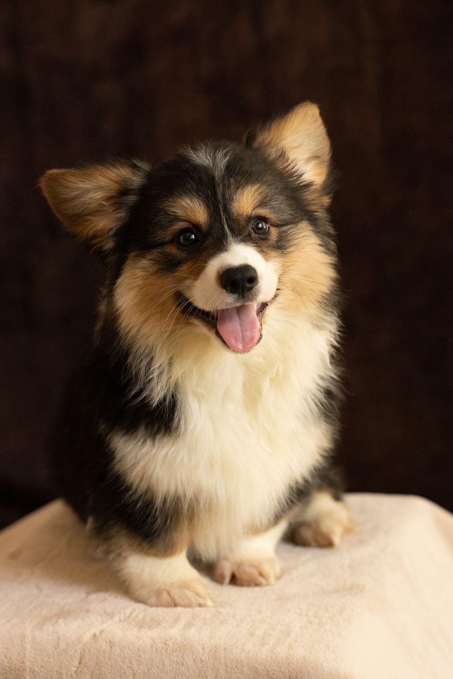 Tri color fluffy AKC Pembroke Welsh Corgi male puppy