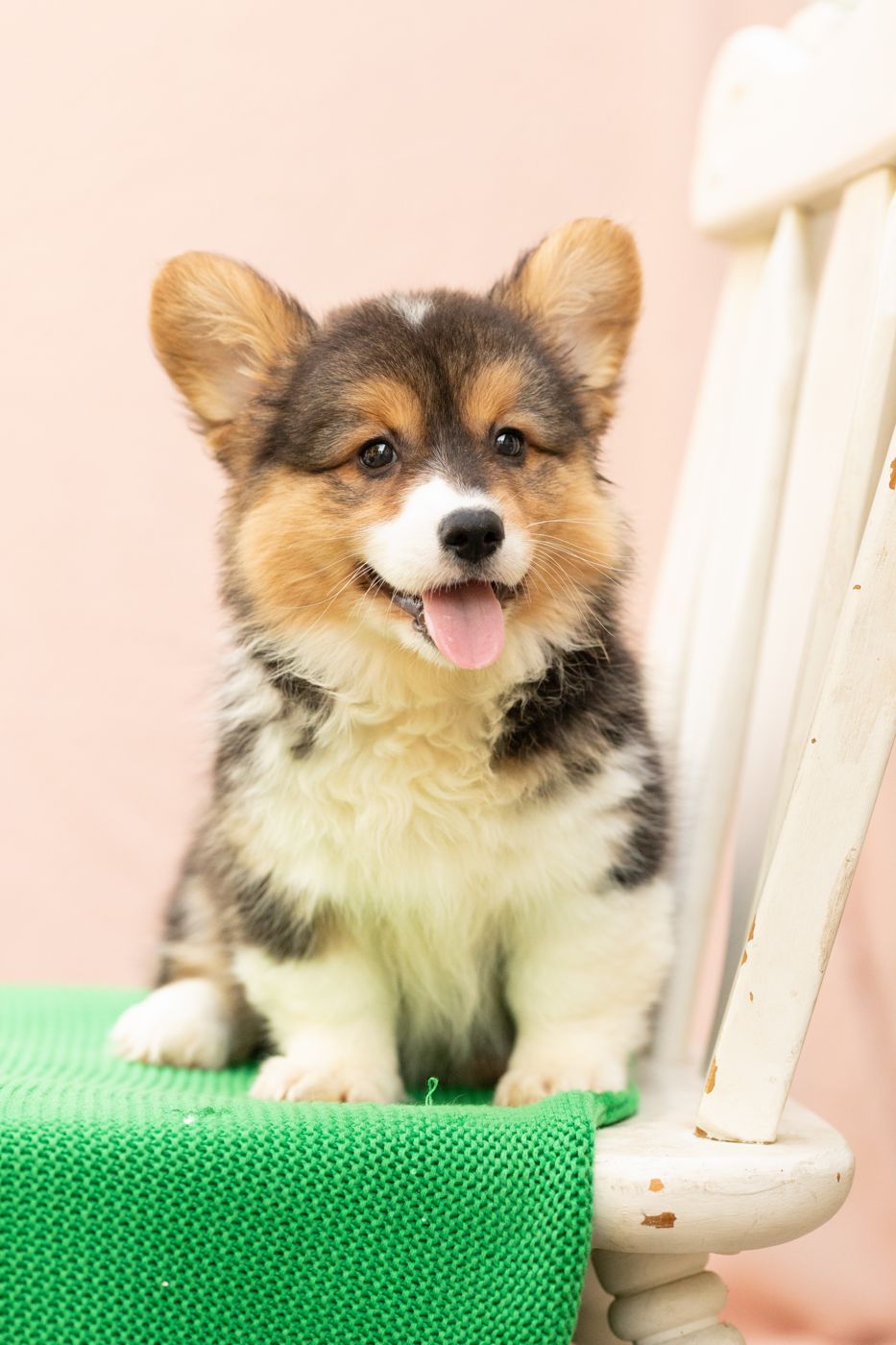 Tri color fluffy AKC Pembroke Welsh Corgi female puppy, first of two