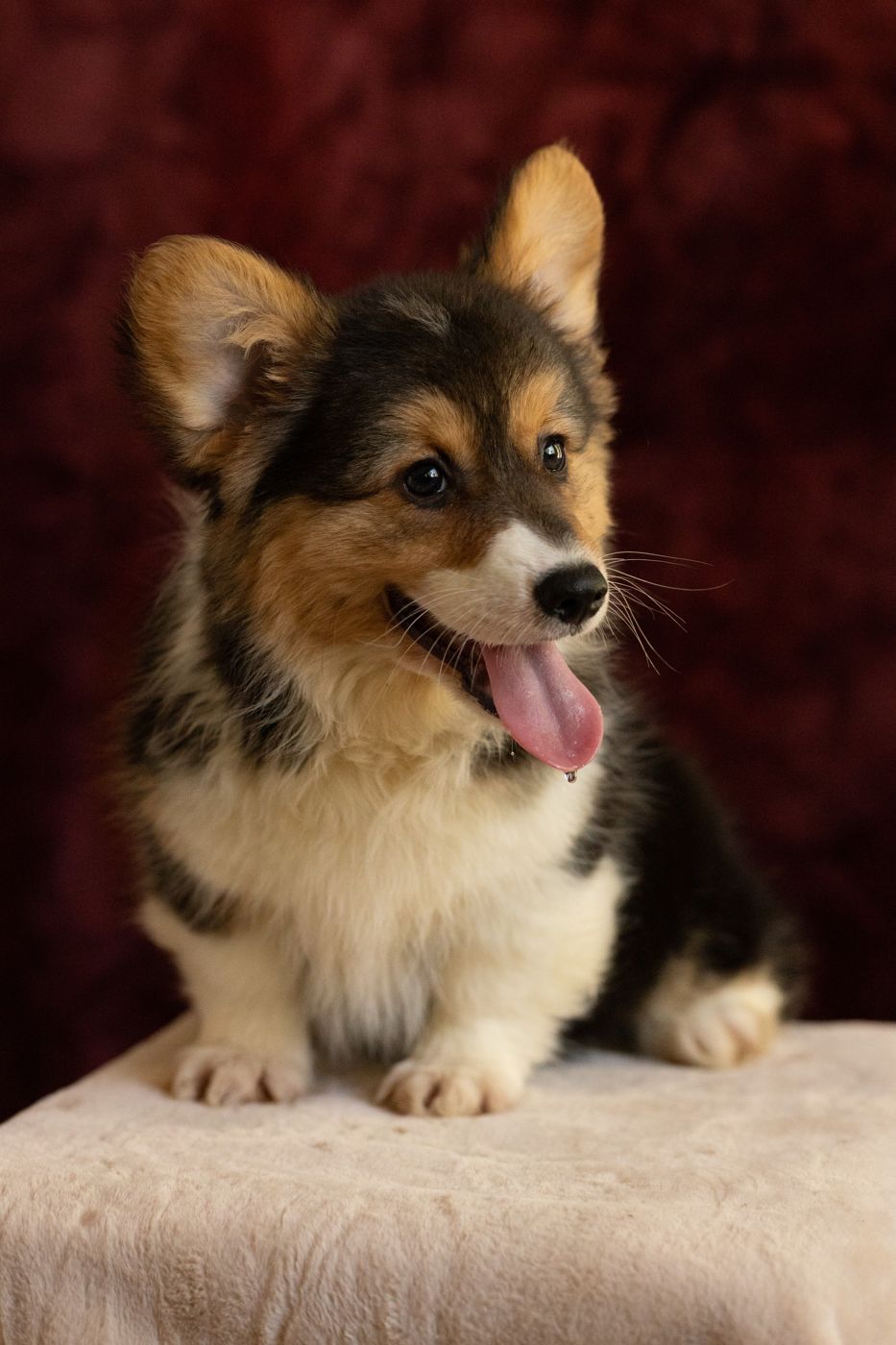 Tri color fluffy AKC Pembroke Welsh Corgi female puppy, first of two