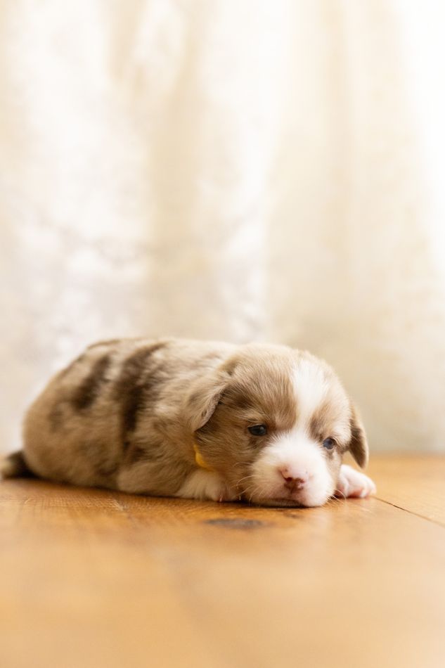 Toffee, chocolate merle American Corgi female puppy with a white stripe on her face