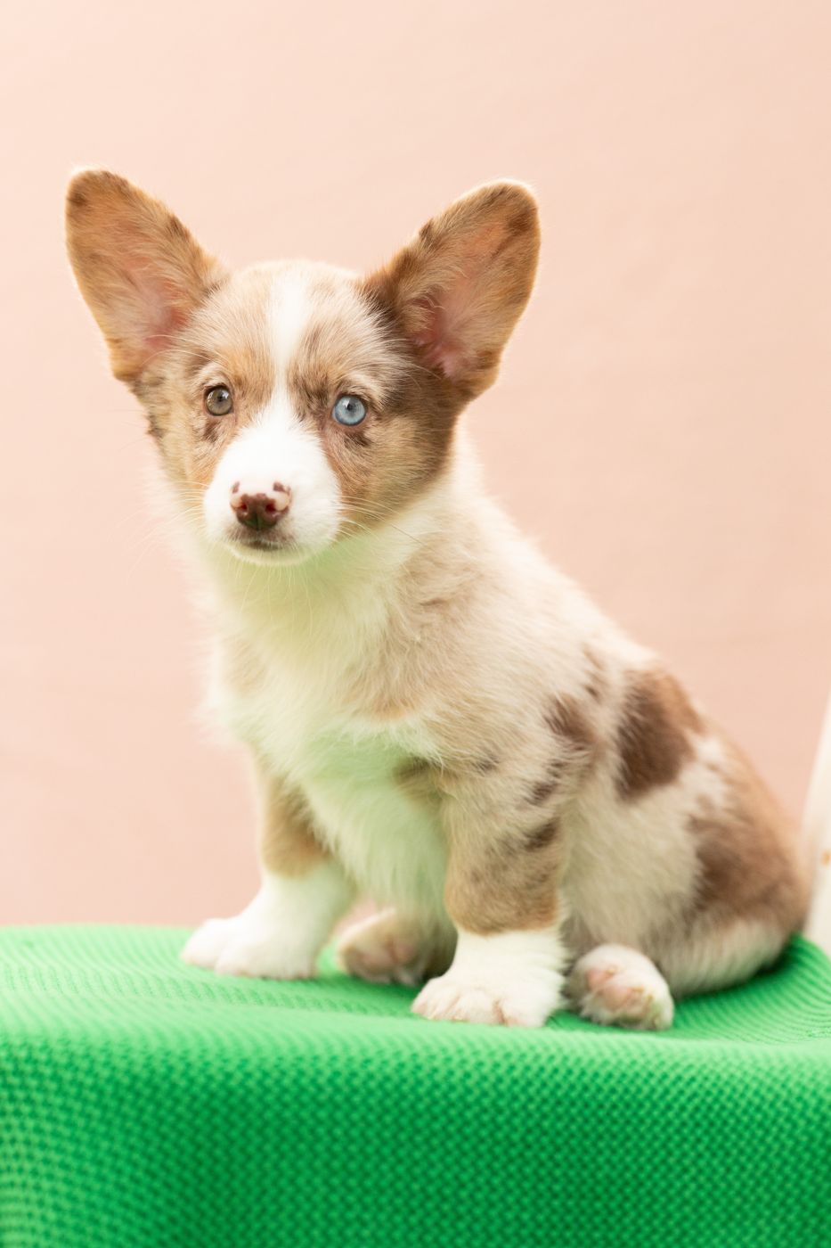 Toffee, chocolate merle American Corgi female puppy with a white stripe on her face