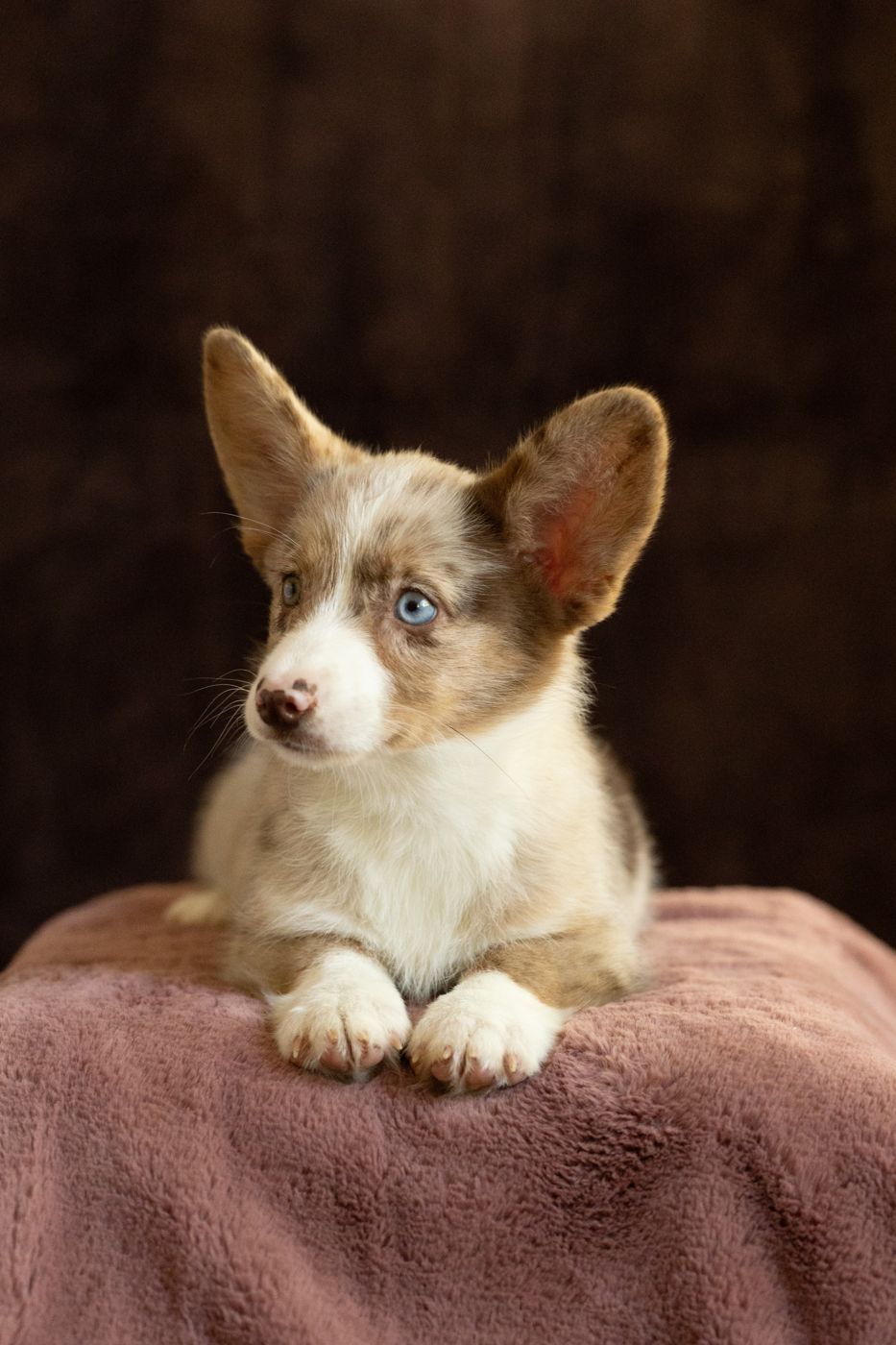 Toffee, chocolate merle American Corgi female puppy with a white stripe on her face