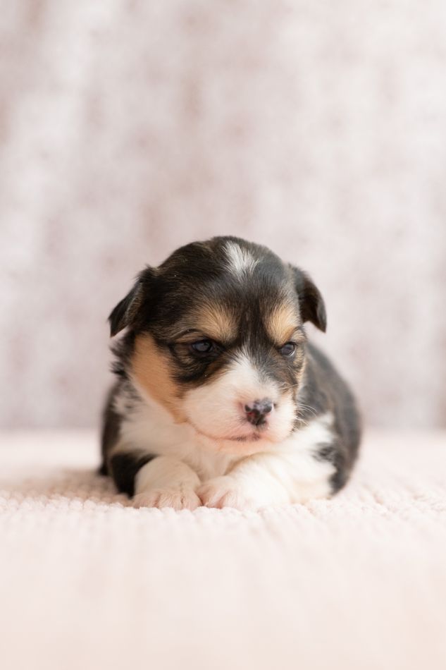 Tri color fluffy AKC Pembroke Welsh Corgi female puppy, first of two