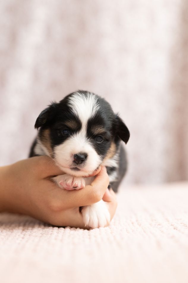 Tri color fluffy AKC Pembroke Welsh Corgi female puppy, second of two