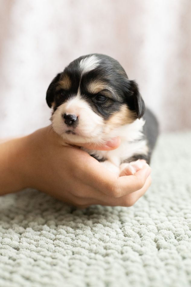Tri color fluffy AKC Pembroke Welsh Corgi male puppy