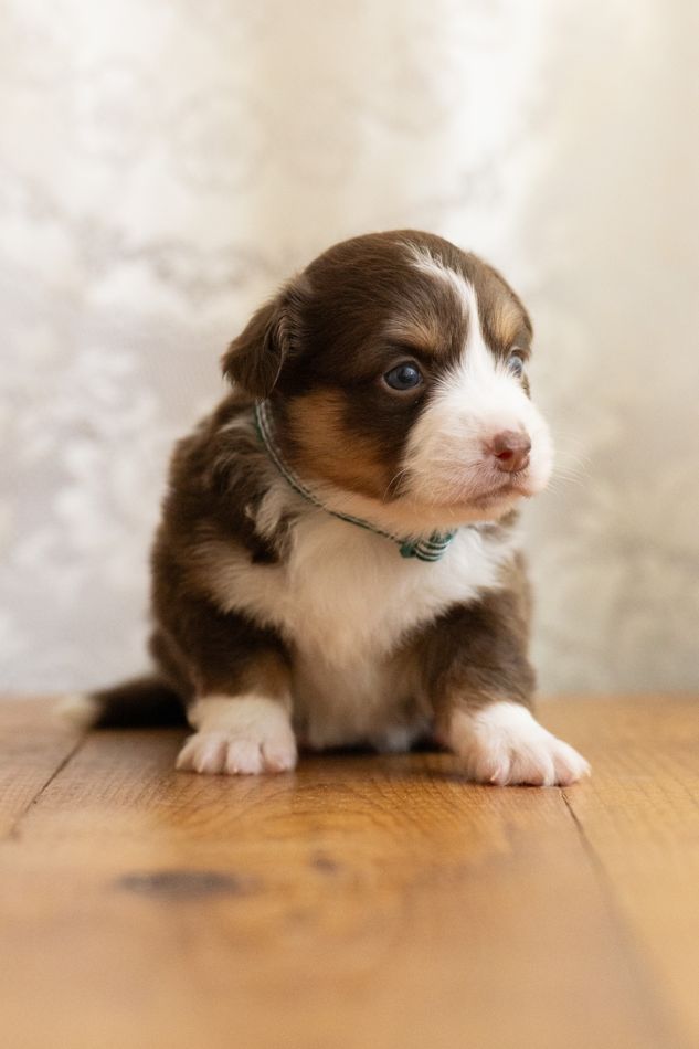 Truffle, chocolate phantom American Corgi female puppy