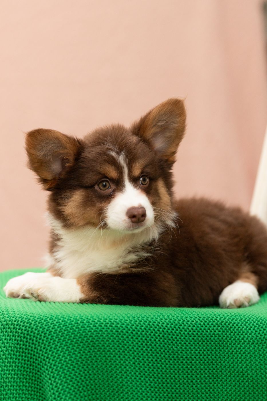 Truffle, chocolate phantom American Corgi female puppy