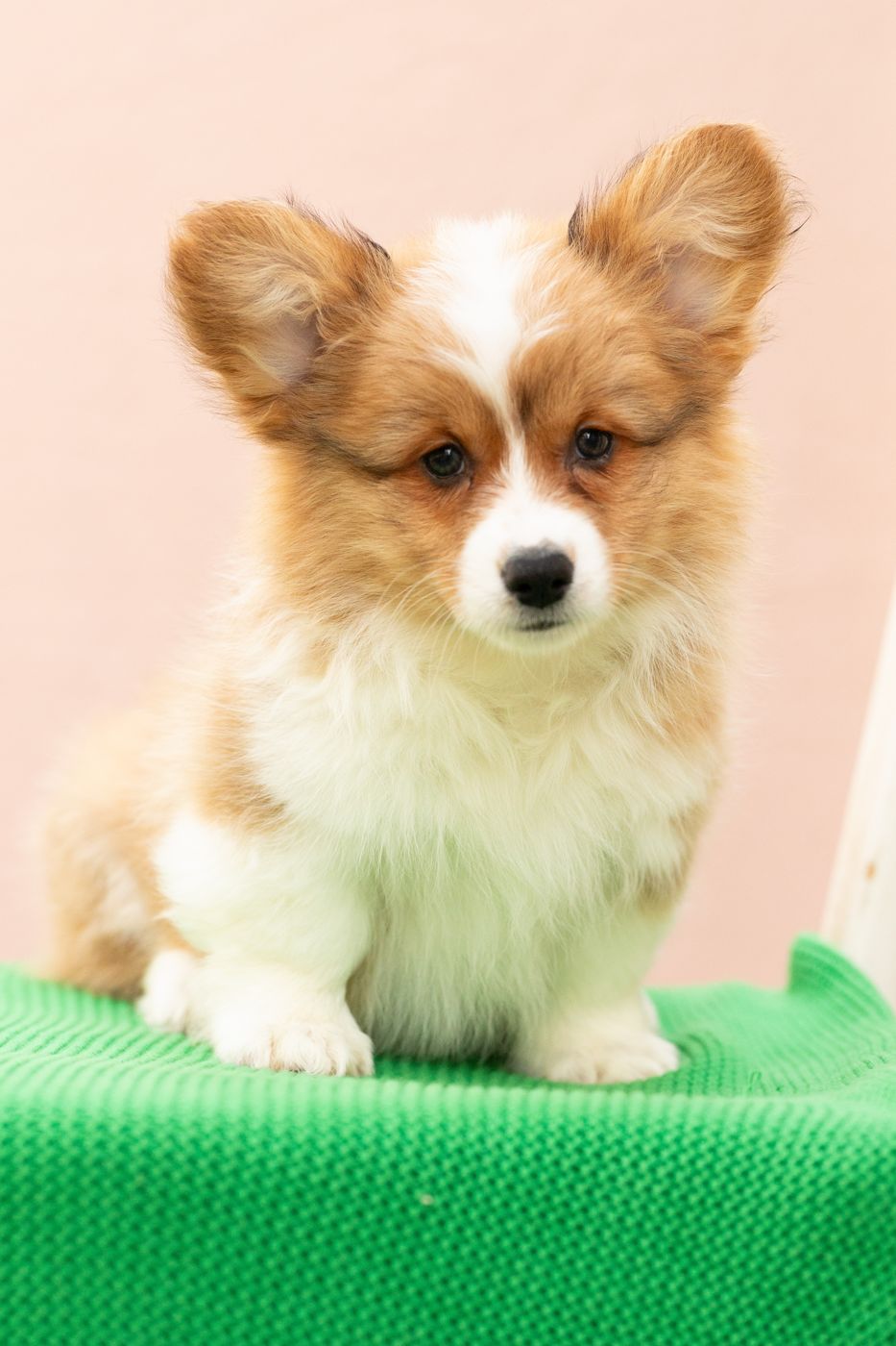 Sable fluffy AKC Pembroke Welsh Corgi female puppy