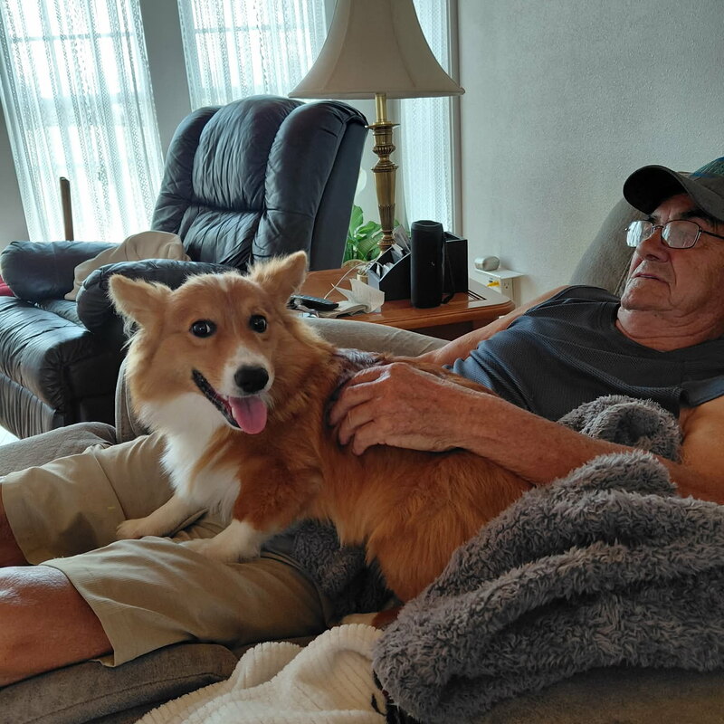 Bizkit, a red and white corgi