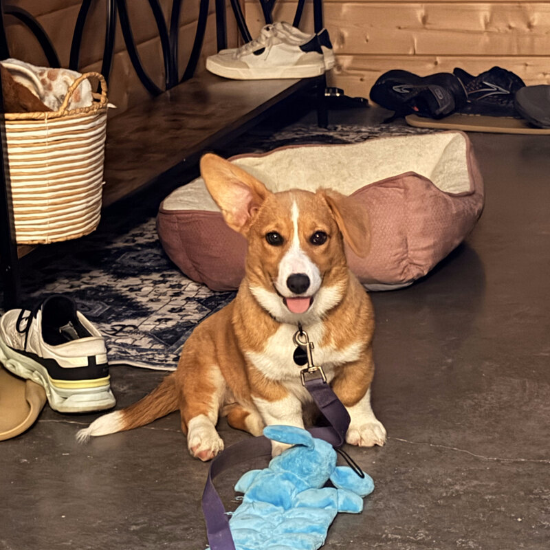 Maggie, a red and white corgi
