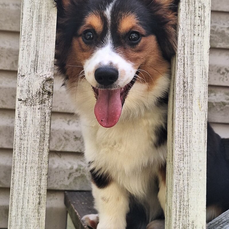 Zooble Doobie, a tri color fluffy corgi