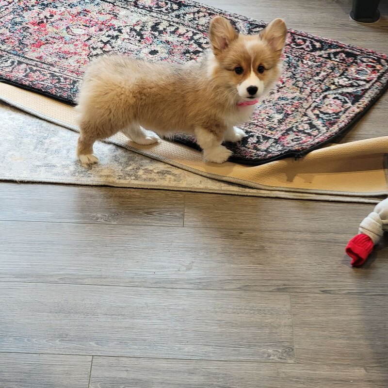 Bambi, a fluffy corgi puppy