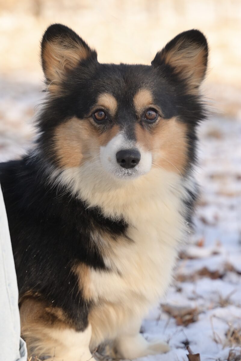 Tinkerbell, a fluffy tri color AKC Pembroke Welsh Corgi, in the snow